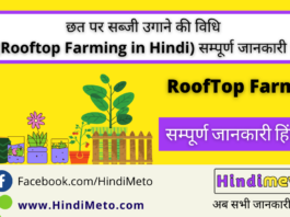 छत पर सब्जी उगाने की विधि _ - Rooftop Farming in Hindi