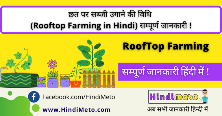 छत पर सब्जी उगाने की विधि _ - Rooftop Farming in Hindi